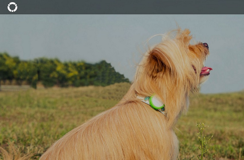 Xiaomi Smart Dog Button Tag  зеленый на собаке