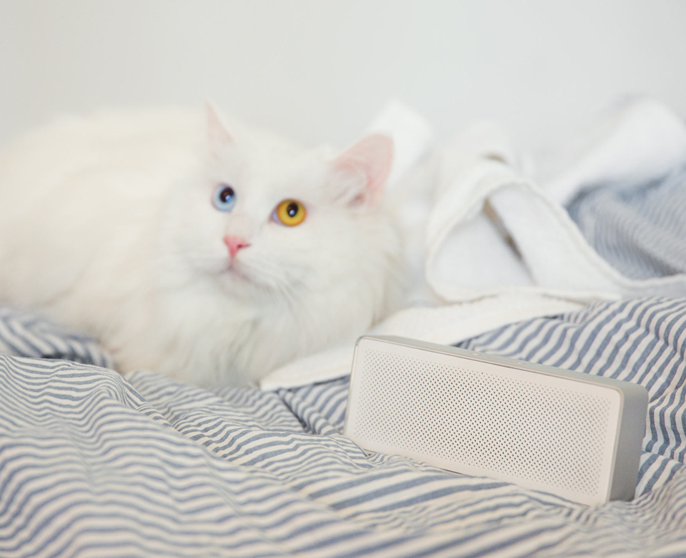 Bluetooth колонка Xiaomi Square Box Speaker 2 поруч з котом