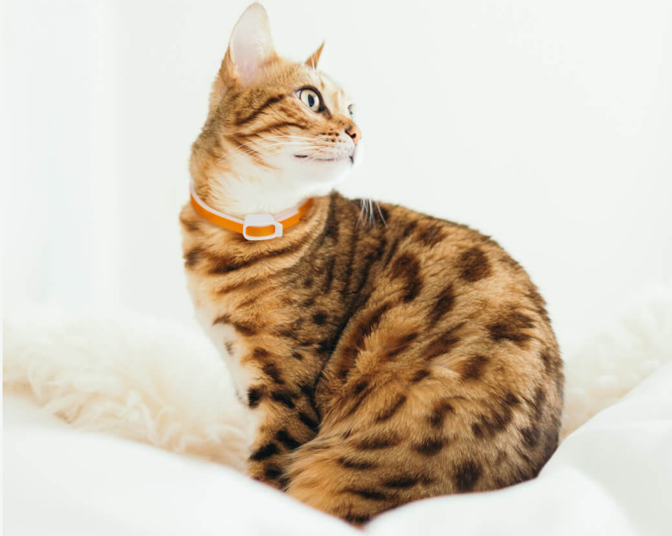 Нашийник від бліх та кліщів для котів Ohh! Essential Oil Collar кішка дивиться